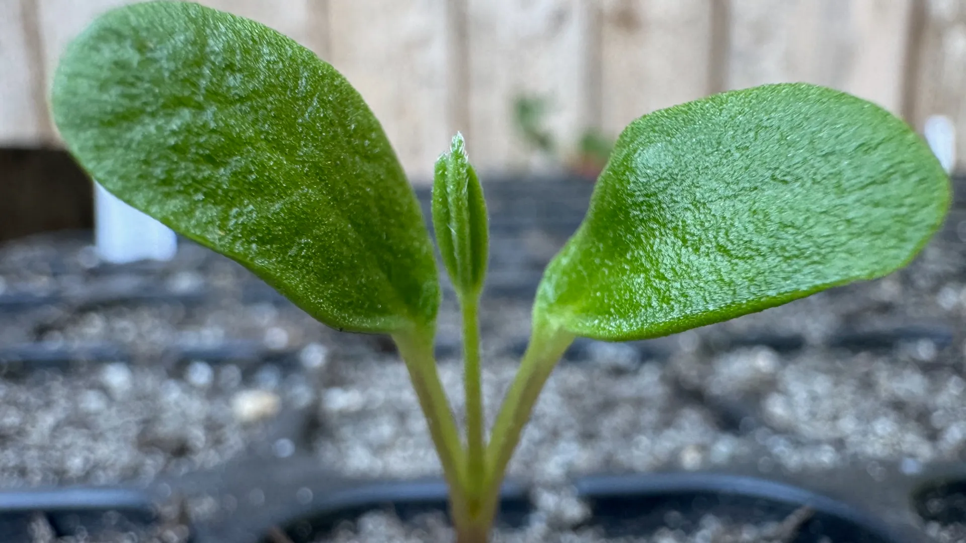 Mature Pacific Northwest forest representing Devil's Club Nursery